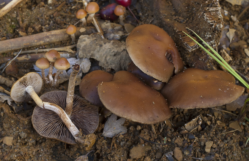 Hypholoma subericeum